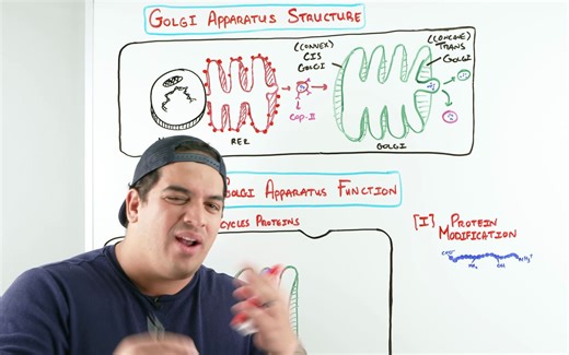 Golgi Apparatus Structure & Function