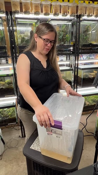 Borneo Eared Tree Frog foam nest update. It’s been 8 days and we should have tadpoles soon! #finnsfrogfarm #frog #frogs #frogsoftiktok #cottagegrovemn #amphibian #amphibians #froggie #froggies #treefrogs #borneo #borneotiktok #borneofrog #borneofrogs #treefrogsoftiktok #borneoearedfrog #borneoearedtreefrog #treefrog #treefrogsoftiktok #tadpole #tadpolesk #tadpolesoftiktok #frogegg #frogeggs #frognest #foamnest