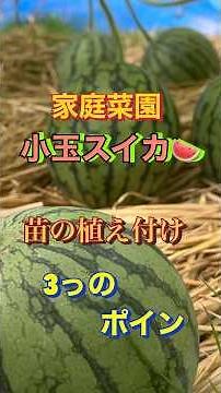家庭菜園、小玉スイカ🍉、苗の植え付け、３っのポイント