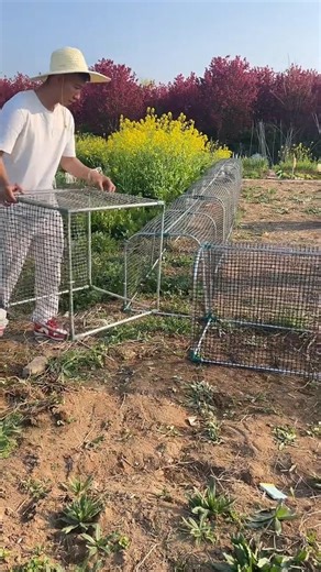 Rolling Chicken Run Tunnel | Smart MobilePoultry Housing System #Poultry Farming #Chicken Tunnel