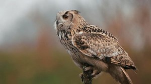 clip-3740320883-siberian-eagle-owl-bubo-sibiricus-perched-on