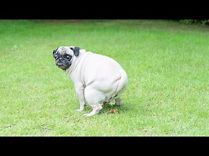 Home Remedies for Dog Diarrhea