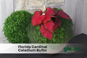Florida Cardinal Caladium Bulbs: Red Foliage Shade Plants (6 Pack) - Etsy