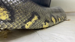 61K views · 707 reactions | MegaConda on Reels | Facebook