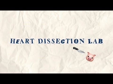 PIG HEART DISSECTION LAB (🐷✨)