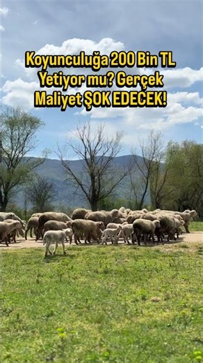 Koyunculuğa 200 Bin TL Yetiyor mu? Gerçek Maliyet ŞOK EDECEK!