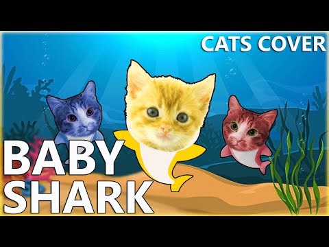 Baby Shark (Cats Cover)
