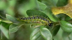Raupe des Buchsbaumzünslers (Cydalima perspectalis), Bayern, Deutschland