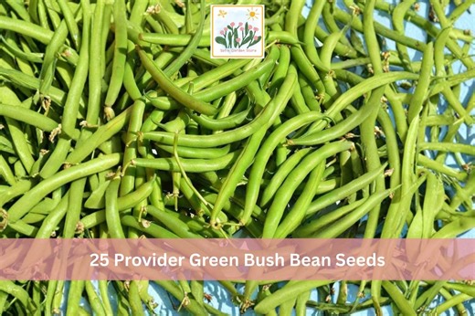 25 Provider Green Bush Bean Seeds - Etsy
