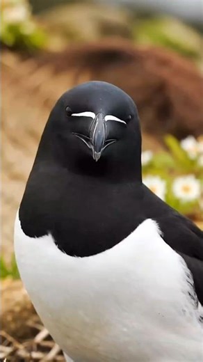 King of the Ocean Cliffs | The Stunning Beauty of the Razorbill Seabird #shorts #fyp #foryou