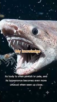Goblin Shark: The Bizarre Shark With a Jaw That Shoots Forward! 🦈😱 #GoblinShark #GoblinSharkFacts