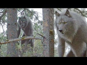 Dogman Footage Experts Claim Is The REAL DEAL - Dogman Encounters