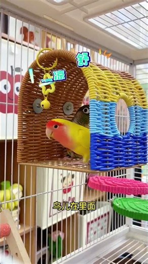 Lovebird Got Stuck in Nest 😱Smart Parrot Funny Rescue 😂Bird Acting Dead Prank Gone Wrong 😳
