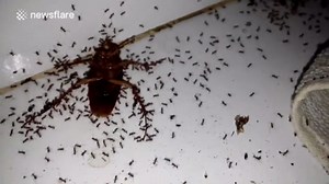 Cockroach being eaten by large colony of ants