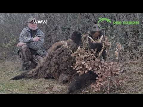 Wild Boar Hunting in Turkey 2025 – Experience the Real Adventure | Piri Hunting Safari