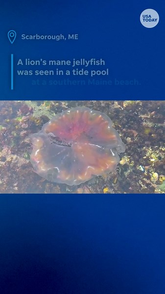 Gorgeous but dangerous: Lion's mane jellyfish spotted off coast of Maine