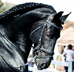 Friesian Horses: History and Beauty
