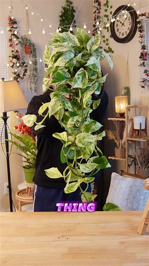 Join Our Live Plant Discussion and Care Tips