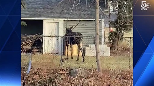 15K views · 304 reactions | You don't see this every day in Massachusetts! A moose on the loose was tranquilized and moved to a more appropriate setting, state wildlife officials said. https://www.wcvb.com/article/moose-roaming-marlborough-massachusetts-tranquilized-relocated/39176438 | WCVB Channel 5 Boston | Facebook
