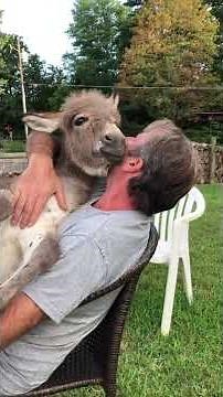 Little Donkey Sits on Owner's Lap as He Sings Lullaby