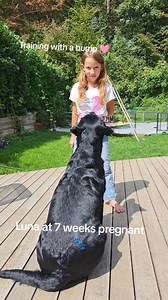 Our mama Lab may be 7 weeks pregnant 🤰🐾 but she still loves doing her obedience practice! Nothing stops her from showing off her focus and teamwork — even with her belly getting bigger 💛 #PregnantLab #workinglinelabrador #LabradorRetrieverAcademy #everygirlneedsherlab #LabradorLove | The Labrador Retriever Academy