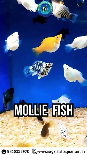 ✨ Start your aquarium journey with the easiest fish to care for!