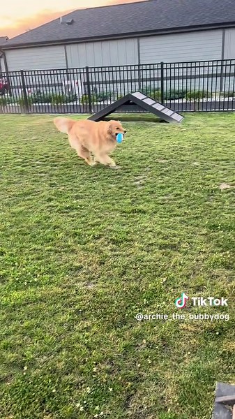 Archie looooves to play keep-away. #goldenretriever #goldenretrieverlife