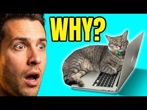 Why Your Cat Likes Your Computer