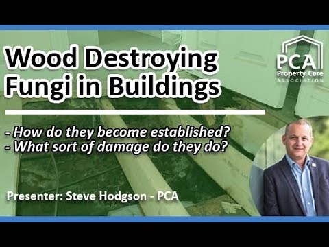 Wood Destroying Fungi in Buildings