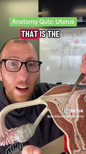 Anatomy Quiz: Uterus - Test Your Knowledge!