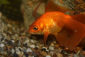 Goldfish With a Curved Spine: All Reasons & Solutions – Pet Fish Online