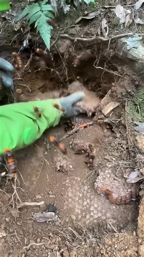 1.3K views · 11 reactions | Handle Giant Hornets Safely #animals #gianthornets | Hornet Hunter | Facebook