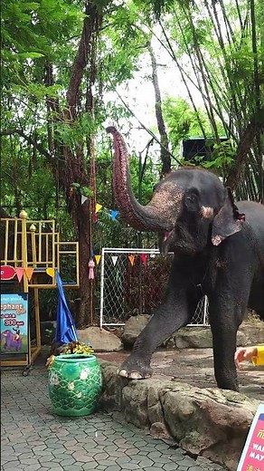 ช้าง ช้าง ช้าง #เพลงเด็ก #เพลงอนุบาล #kidsongs