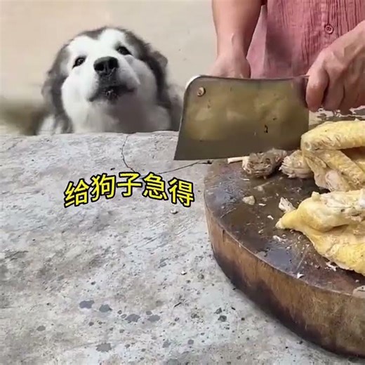 A Heartwarming Truth: Older Folks' Love for Pets