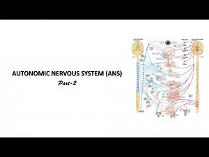 Sympathetic nervous system. Prof. Dr. Md. Ashfaqur Rahman