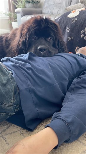 Cuddle time #newfoundlanddog #cockerspaniel #cuddles