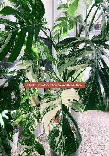 One of my favorite things to do is go on planty scavenger hunts on the weekend looking to items to make plant care easier. I found a few things at Lowe’s and Dollar Tree. What do you think? #lowesfinds #plantcaretips #plantcarehacks #plantlover #planttipsntricks