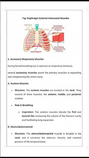 #Respiratory muscles & their role in breathing mechanism #educational#youtube#shorts #short#ytshorts