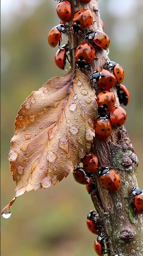 🐞 Beautiful Ladybug Up Close | Tiny Wonder of Nature