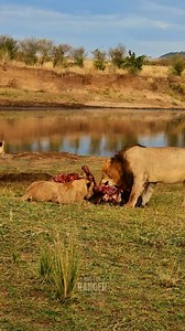 Lion eats a buffalo | Rob The Ranger Wildlife Videos