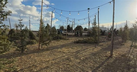 Christmas tree lot sells trees from Colorado, keeping business local and helping thin wildfire fuels