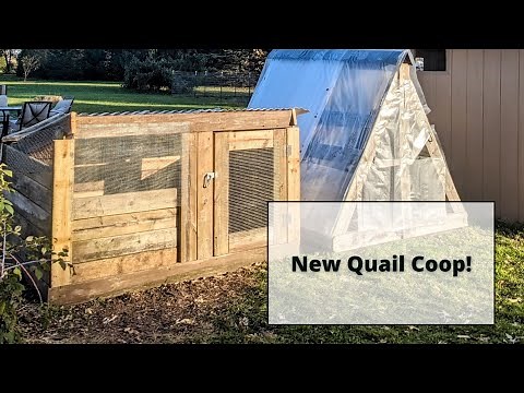 New Quail Coop Build Tour - Natural Ground Pen/Aviary Style