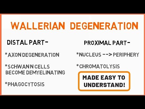 Wallerian Degeneration | Peripheral Neuropathy | Seddon's Classification | Nerve Muscle Physiology