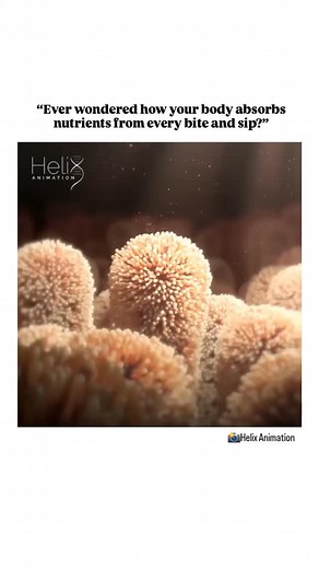 World of Biology on Instagram: "Did you know that tiny finger-like projections called villi and microvilli in your small intestine are responsible for absorbing nearly everything you eat and drink? Tiny finger-like projections called villi and microvilli line the small intestine, dramatically increasing its surface area to absorb nutrients from the food and drinks we consume. Animation credit 📸- @helixanimation 👈"