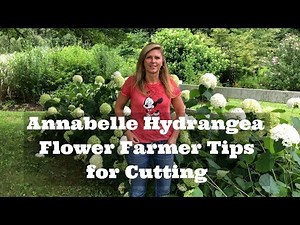 Annabelle Hydrangea Flower Farmer Tips For Cutting