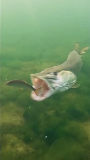 Slow motion pike attack is wild 🔥 #pike #fishing #underwater