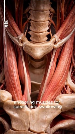 Inside the Human Neck