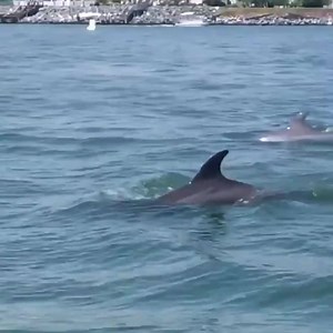 Have you ever spotted dolphins splashing around Ocean City? 🐬 📷: Maryland Department of Natural Resources | Ocean City, MD - Tourism
