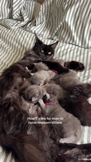 Caring for Newborn vs. Older Maine Coon Kittens