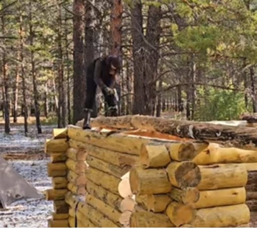 Building a Log House: Step-by-Step Guide in the Woods
